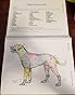 Dog Anatomy: A Coloring Atlas: Amazon.co.uk: Kainer, Robert, McCraken ...