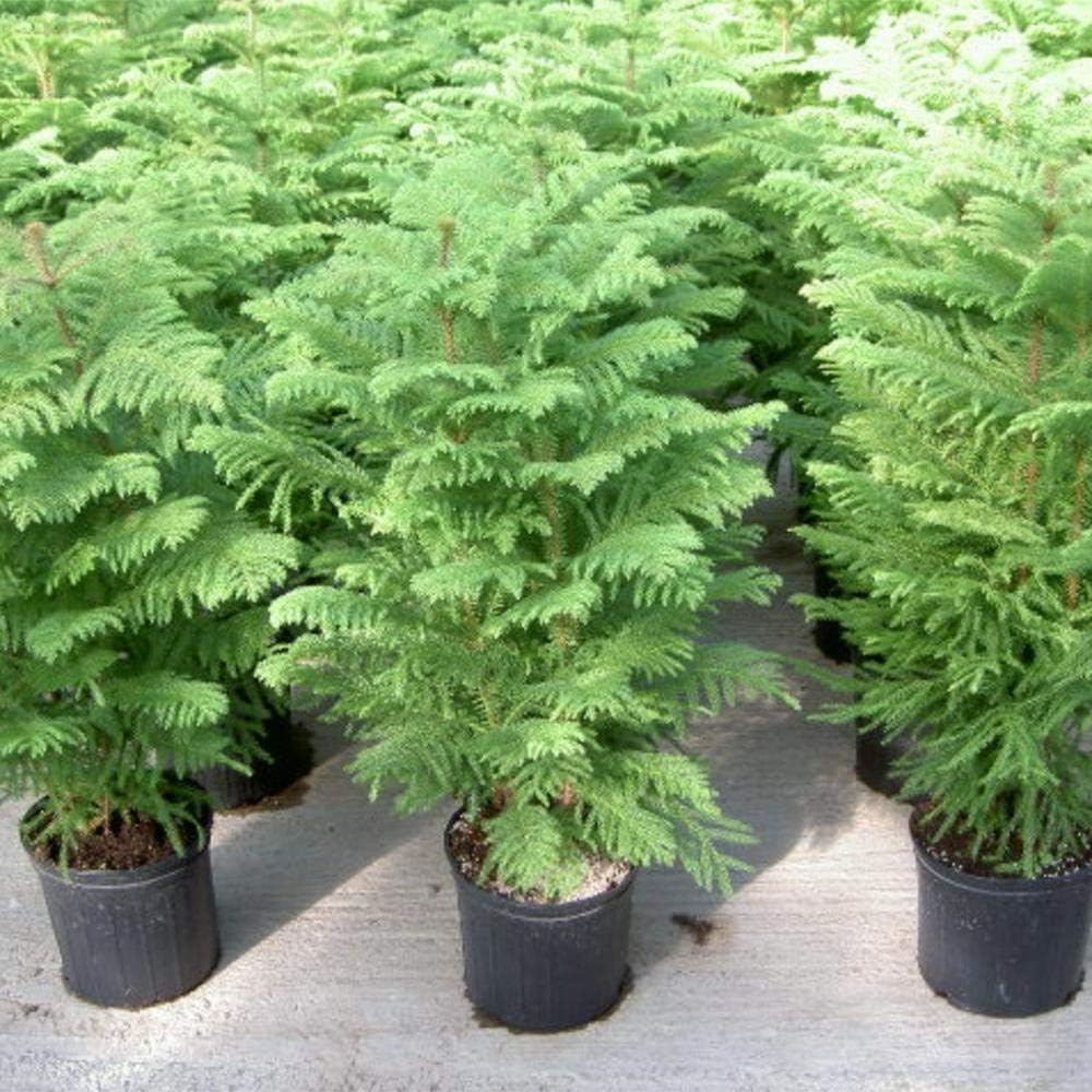 PlantaZee Air Purifier Live Christmas Tree/Norkfolk Tree/Araucaria Plant Indoor and Outdoor