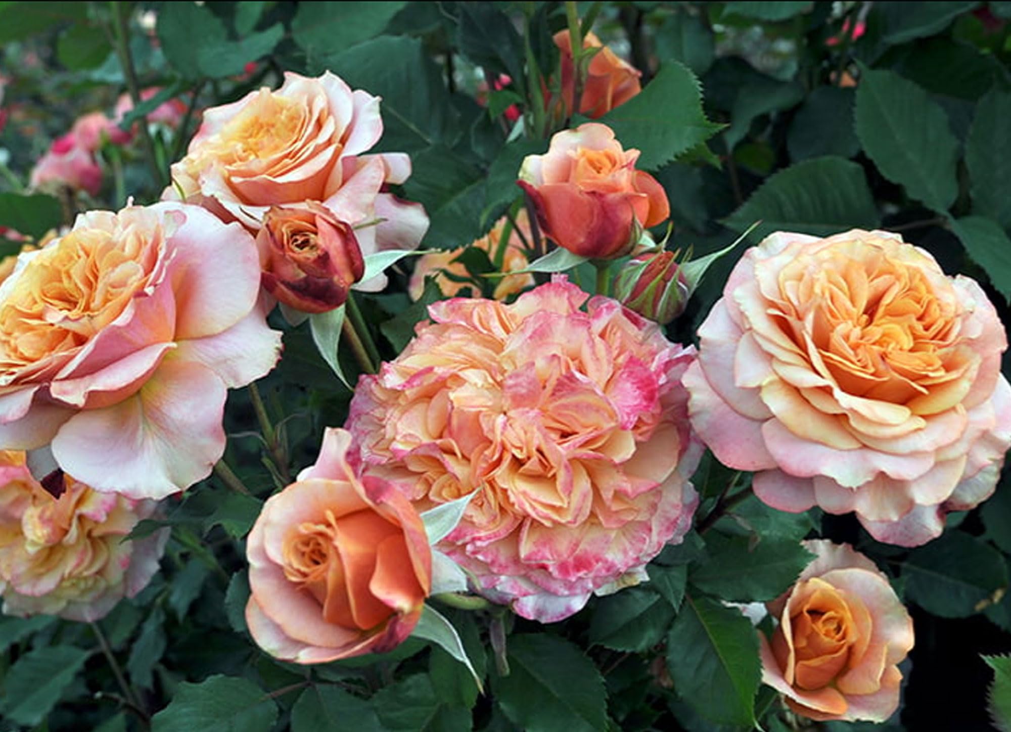 Amazon.com : Crazy Love Rose 1.5 Gallon Potted, Own Root Live