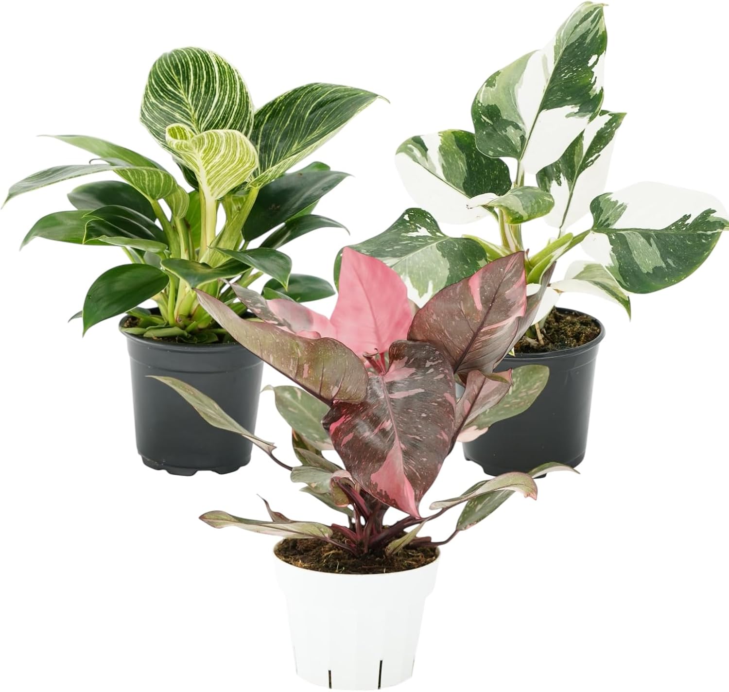 Philodendron Plant Package - 3 Live Philodendron Plants Bundle - Pink Princess, White Princess, and Birken Varieties - Rare Plants Live Houseplants