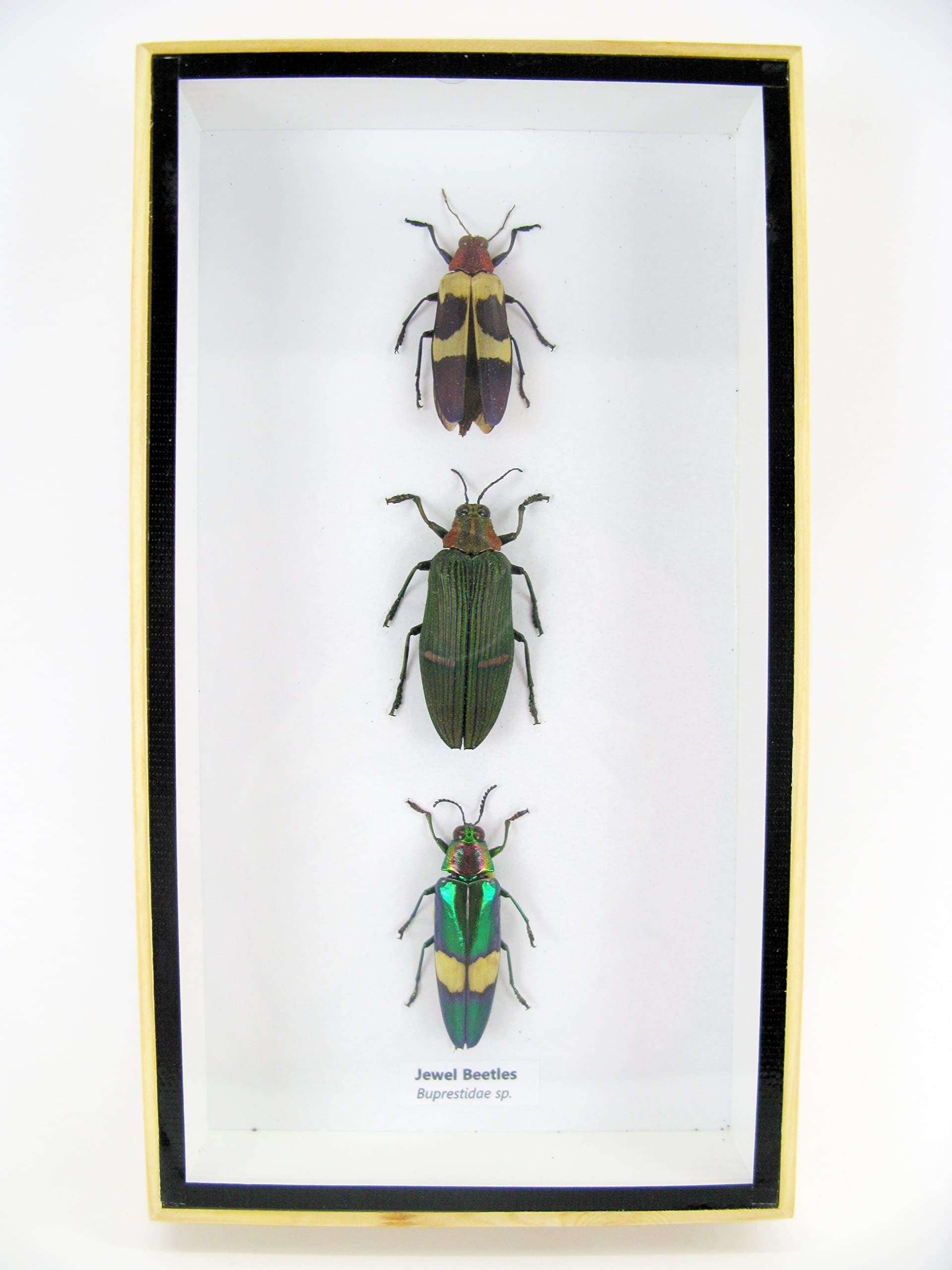 asiahouse24 Echte präparierte Insekten im 3D Schaukasten aus Holz. Vogelspinne, Skorpion, Käfer, Hundertfüßer und vieles mehr. (3 Jewel Beetle)