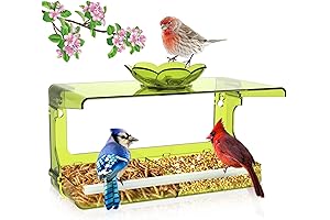 Window Bird Feeder: Gaze Onto Avian Adventures
