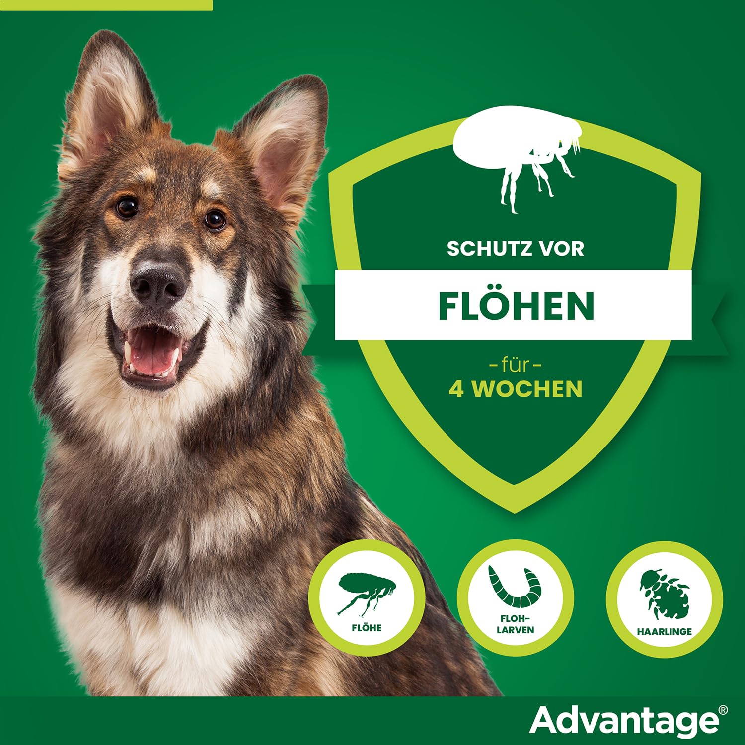 Advantage Spot On für Hunde 400 mg (25-40 kg), gegen Flöhe, 4 Pipetten | Schnelle Hilfe bei Flöhen: Wirkt bei Kontakt ohne Stich. Schützt deinen Hund & dein Zuhause. Einfache Anwendung im Nacken.