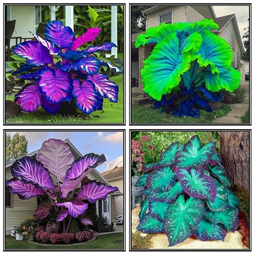 Garden Decoration (Elephant Ear Plant) for Planting,Plant Bright Flower Pot,Planting