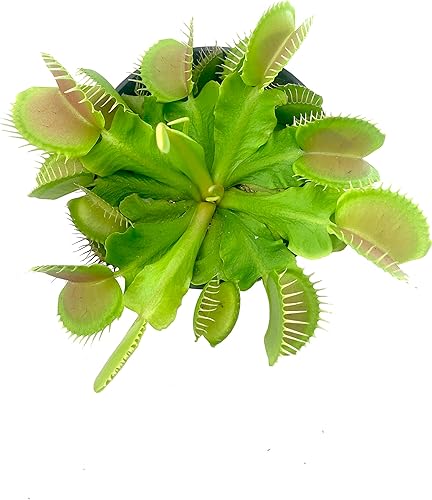 Miniatura 2 de Live Venus Fly Trap Plant Carnivorous Bug Eating Plant Predatory Small Venus Flytrap Plant in 4inch Pot Bug Eating Venus Fly Traps Plant Unique