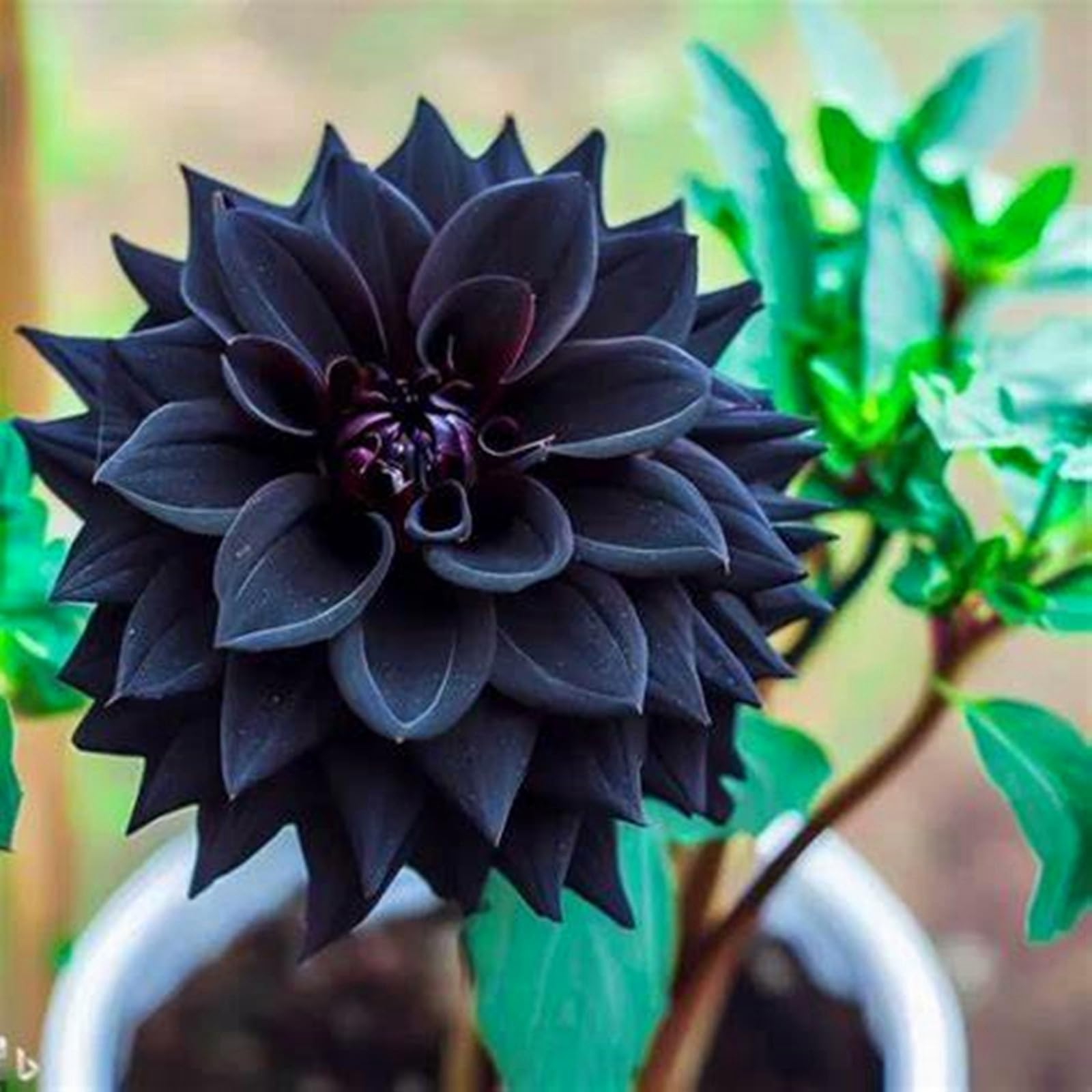 Dahlia Bulbs Stunning Perennial Flower Bulbs for Planting Dinner-Plate Dahlia Giant Flowers Rich and Colorful -2 Bulbs-E