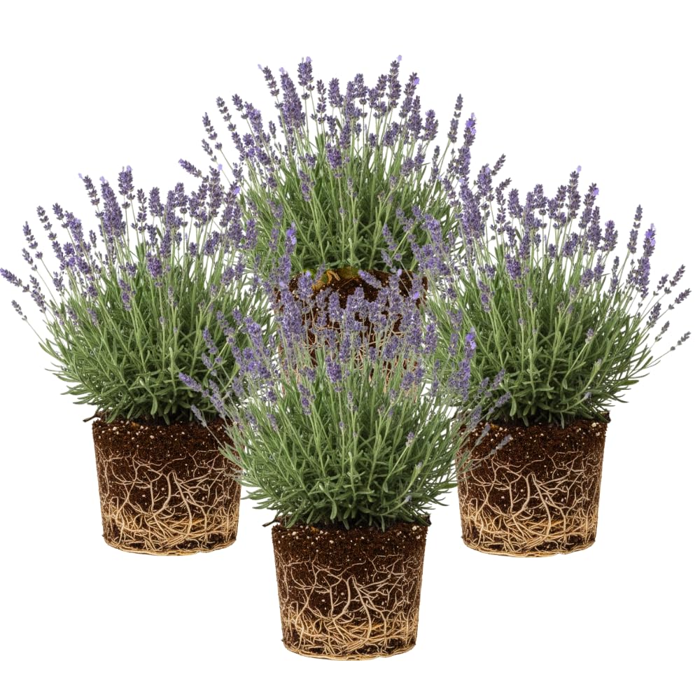 Amazon.com : 4 Lavender Plants Live Flower Indoor Outdoor, Lavandula  Perennial Plants, Well Rooted 4-8" Tall, No Pot (Provence Lavender) :  Patio, Lawn & Garden