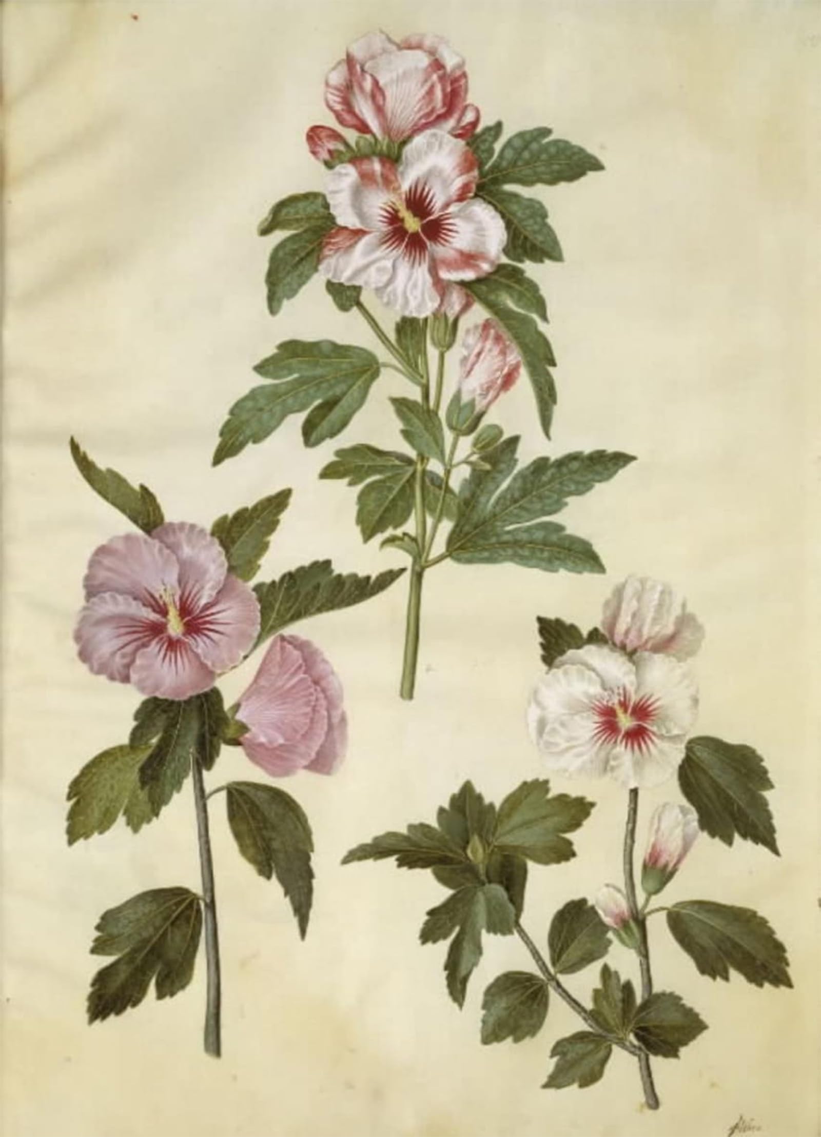Affiche Impression d'art Hibiscus Syriacus Holtzbecker Décoration Murale