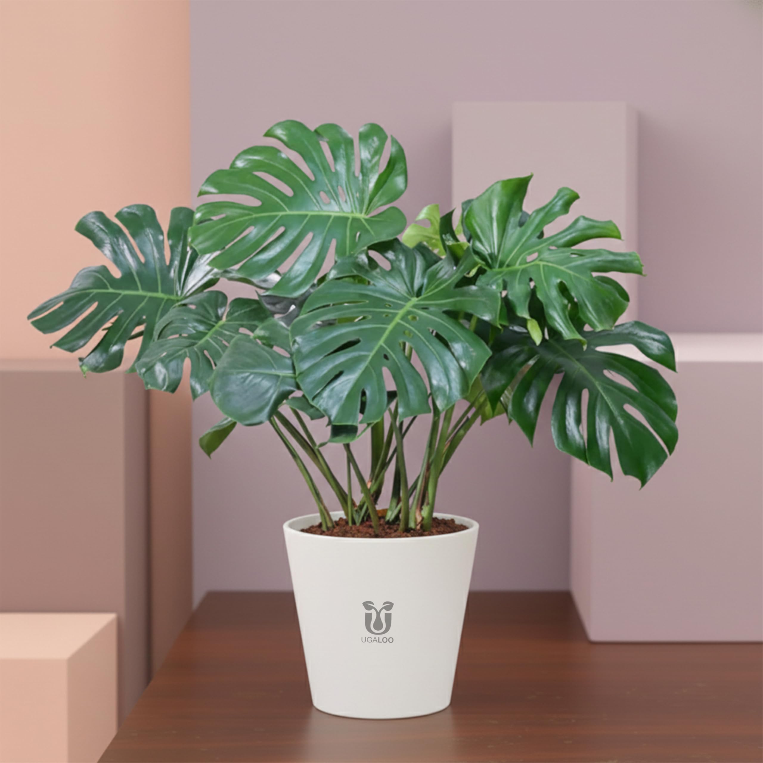 Monstera Deliciosa XL Live Plant | Air Purifying Indoor Houseplant