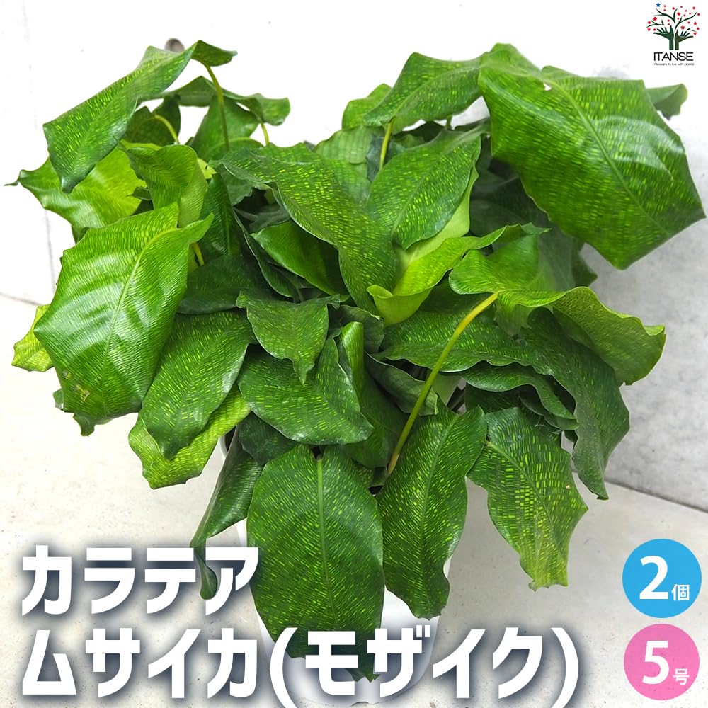 Amazon｜ITANSE カラテア ムサイカ(モザイク) 5号 2個セット