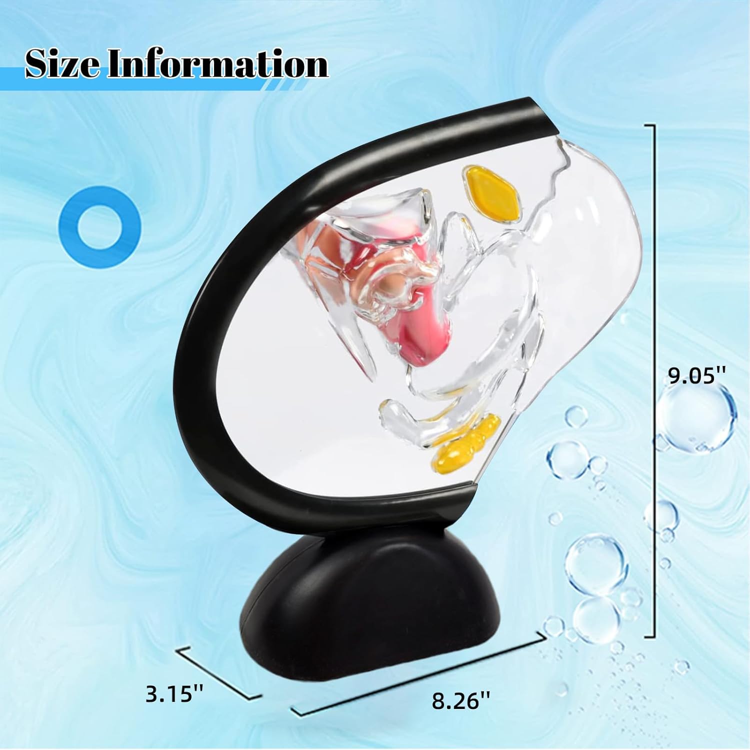 Transparent Uterus Model, Human Vagina Anatomical Model Female Reproductive Organ Model, Uterus Gifts Medical Teaching Models Gynecology Doctor Patient Communication Simulation