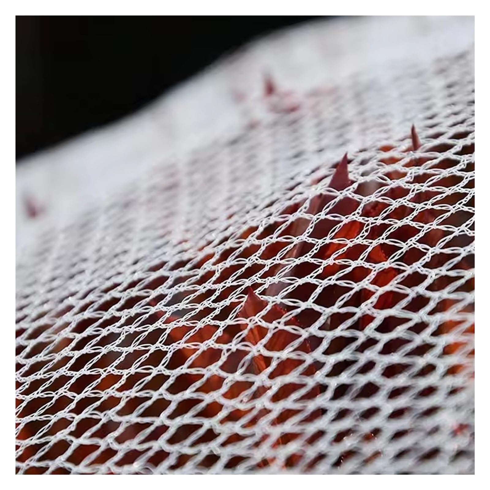 Filet de protection anti-grêle et anti-insectes pour légumes et fruits Maille 0,5 cm
