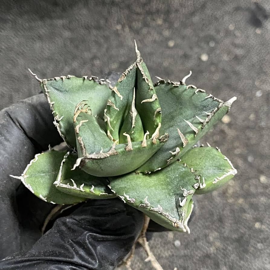 Amazon.co.jp: 多肉植物 アガベ チタノタ SAD 小株 発根済 : DIY