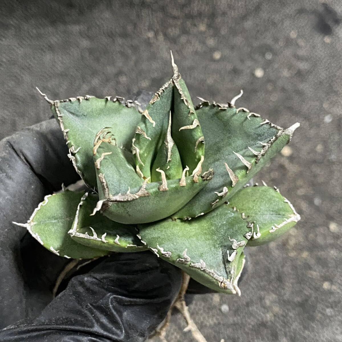 Amazon.co.jp: 多肉植物 アガベ チタノタ SAD 小株 発根済 : DIY・工具