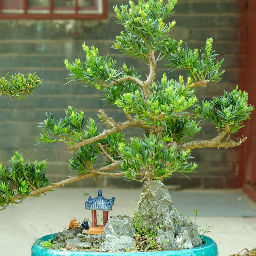 ginkgo zimmerpflanze kaufen Ginkgo biloba