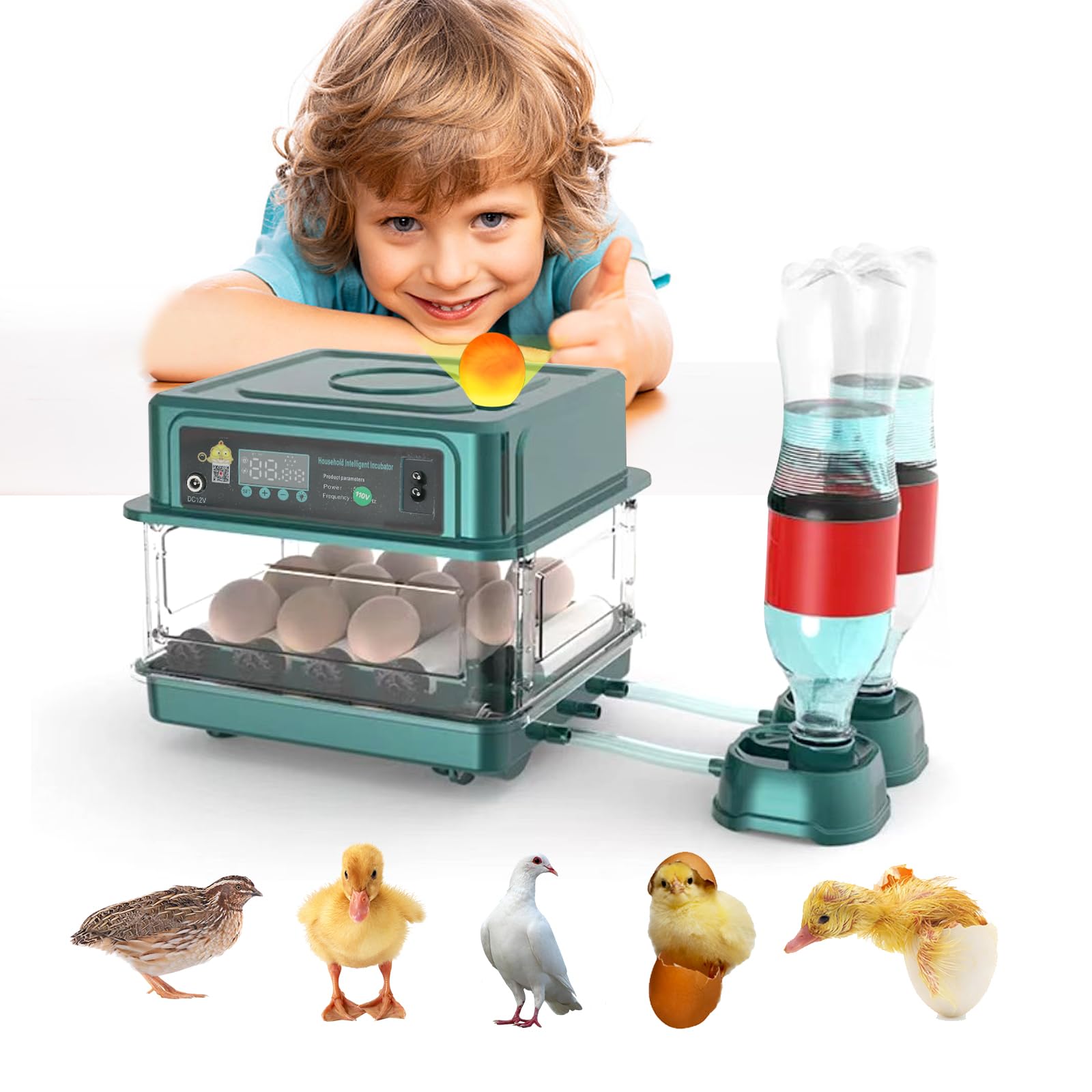 Newest 36 -120 Eggs Full Automatic Chicken Egg Incubator Brooder Hatchery Poultry Equipment Incubator Machine Automatic Turn Egg - 15 - View #5