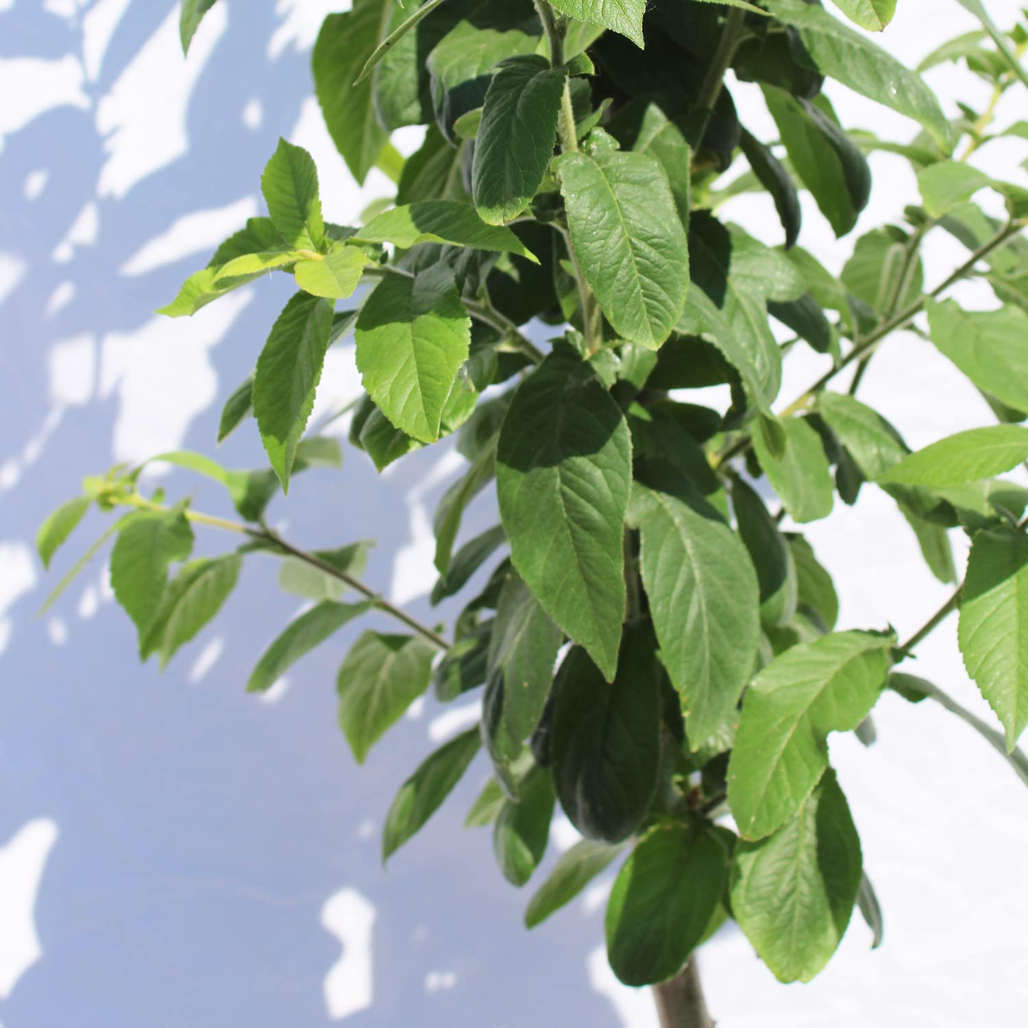 KENTIS - Plante Néflier - Vraies Plantes d'Extérieur - Arbre Fruitier de Jardin d'Ornement - Pot de Culture Ø 28 cm