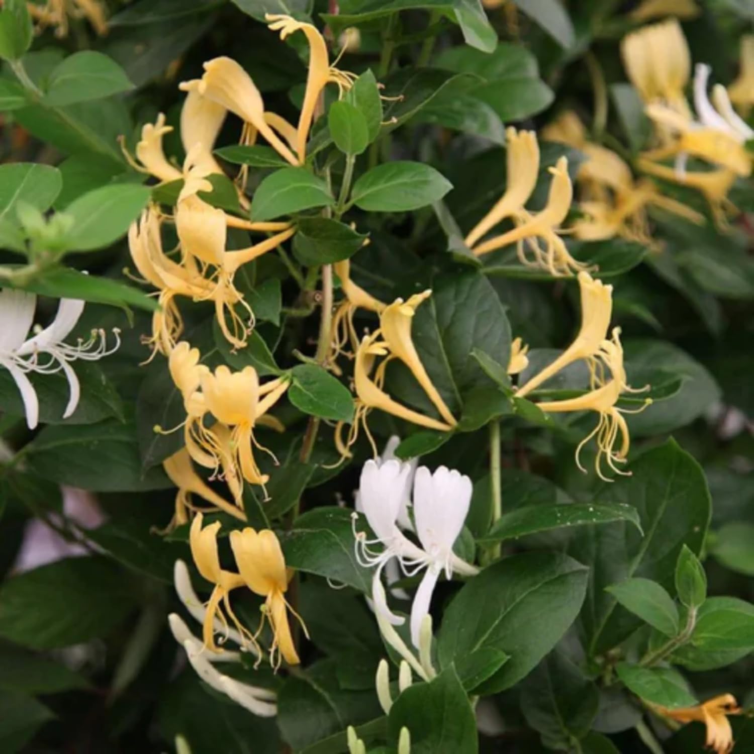 Hug A Plant | Japanese Honey Suckle - (Lonicera albiflora -White Honeysuckle) Flowering | Ornamental| Medicinal Creeper Live Plant (Home & Garden) (B0C7MHW5Y2) Amazon Price History, Amazon Price Tracker