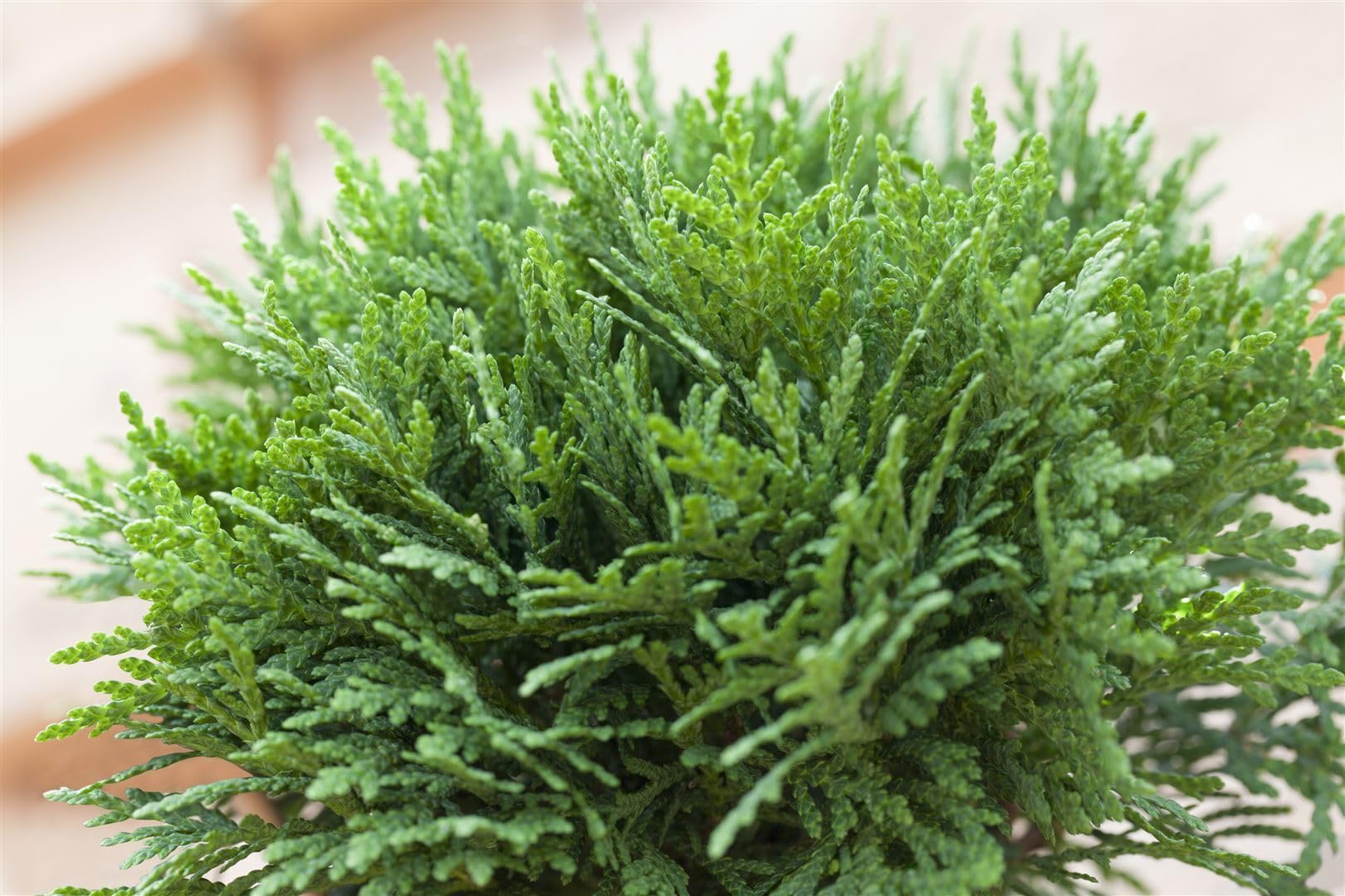 thuja occidentalis tiny tim Tiny Tim Arborvitae  Extra-Dwarf Green Globe Evergreen for Sale   GetPlantsOnline
