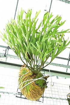 Amazon.co.jp: P.ridleyi narrow form spored④ ＠ビカ森wife リドレイ