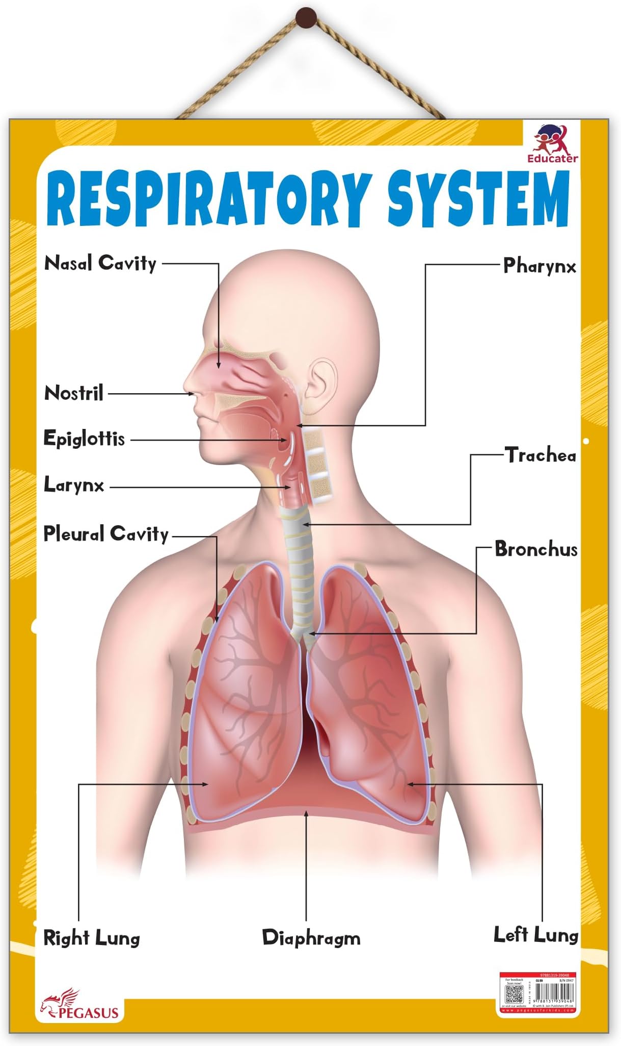 Respiratory System Educational Chart