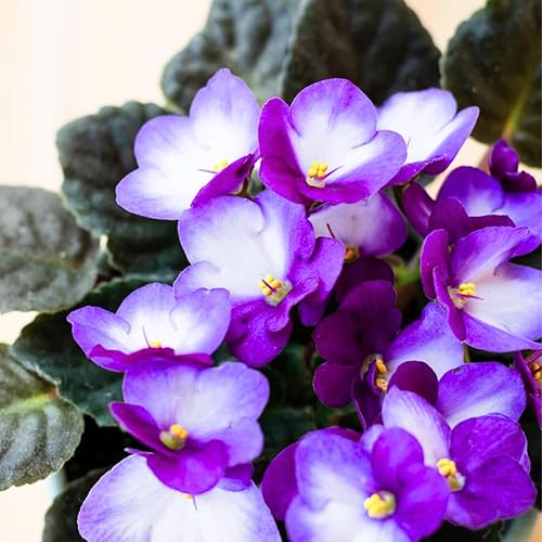 Miniatura 6 de Plantas vivas de violetas africanas, plantas de interior, flor violeta africana azul claro, maceta de 4 pulgadas, planta violeta africana viva para