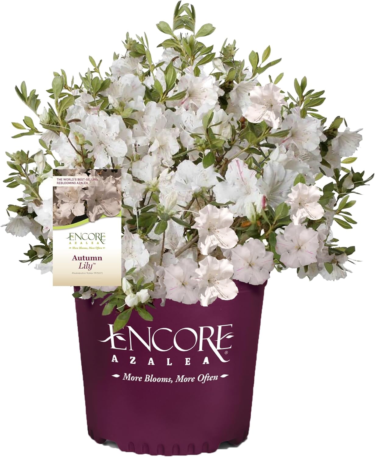 2g Encore Azalea Autumn Lily Shrub