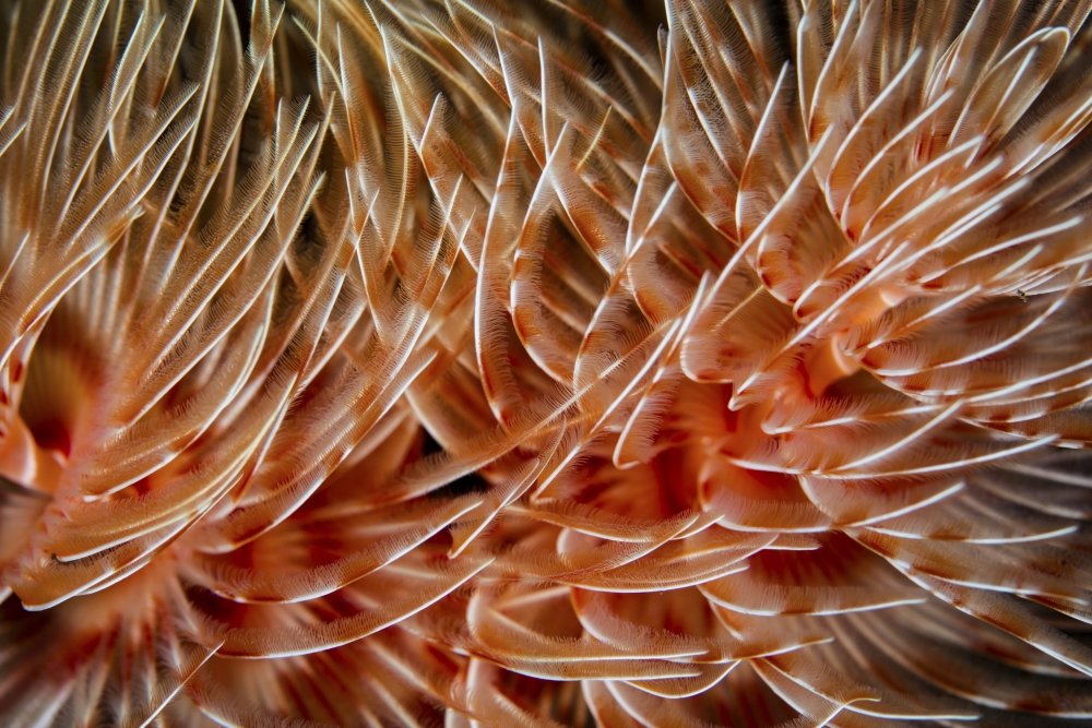 Posterazzi Poster Print Collection Detail of the Delicate Tentacles of a Feather Duster Worm Ethan Daniels/Stocktrek Images, (17 x 11), Multicolored
