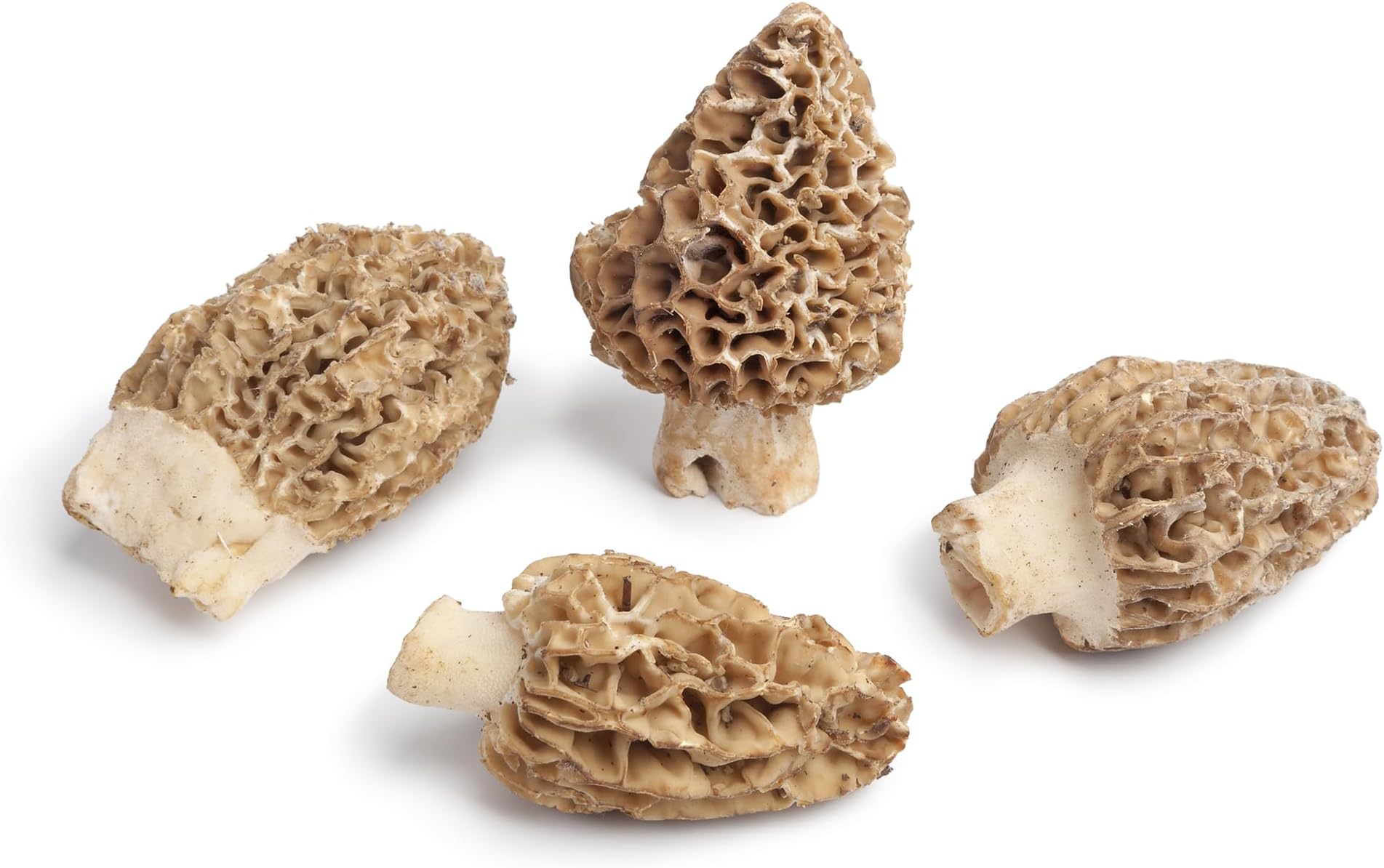 The Jungle Harvest Gucchi Mushroom 100g | Luxury Wild Mushrooms for Culinary Delights & Healthy Cooking