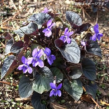 【確認用】ラブラドリカ Amazon.co.jp: 黒葉ビオラ ラブラドリカ 10.5cmポット 2個セット