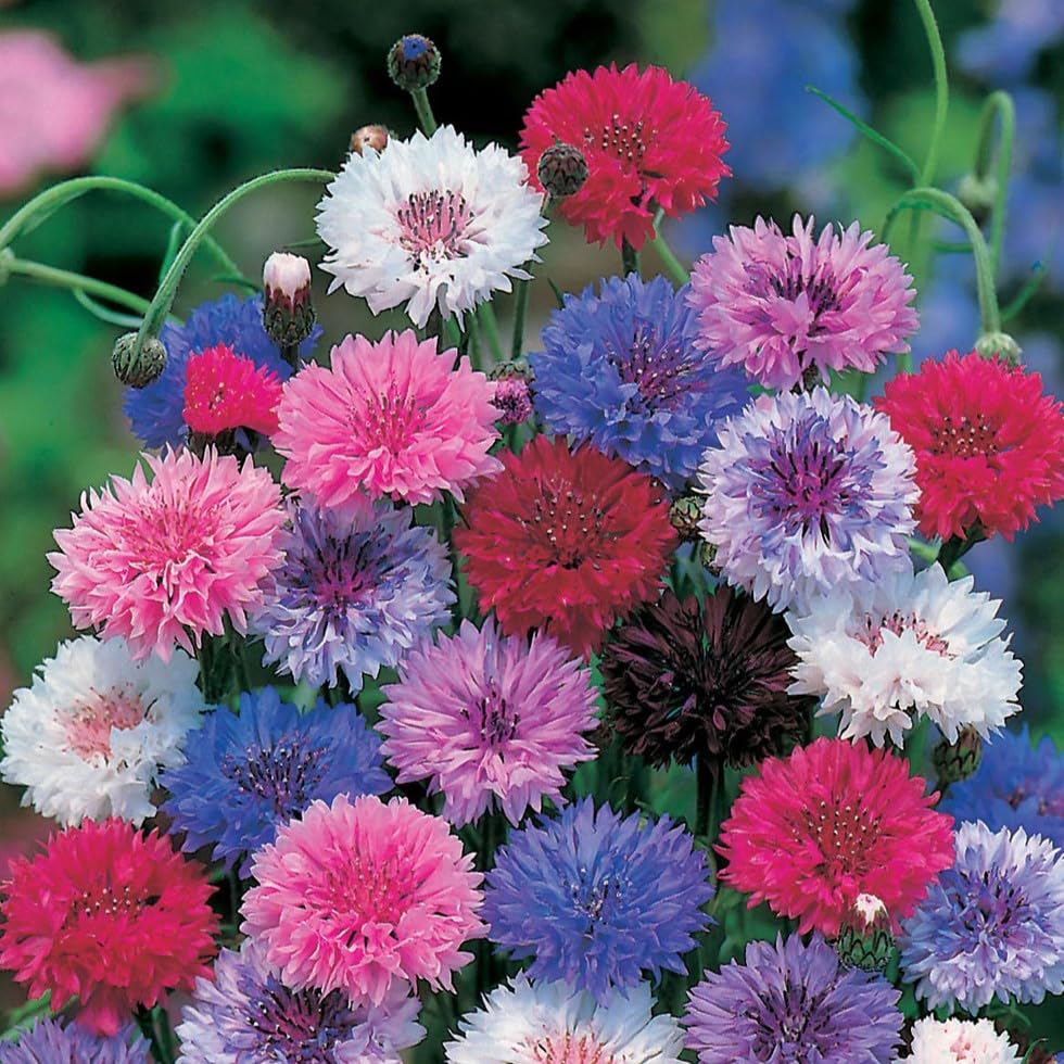 PREMIER SEEDS DIRECT - Cornflower Seeds - Frosty Mix - 3.6 Grams