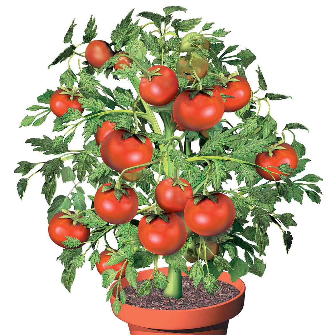 Amazon.com : Fox Valley Traders Flower Pot Tomatoes S/3 : Patio