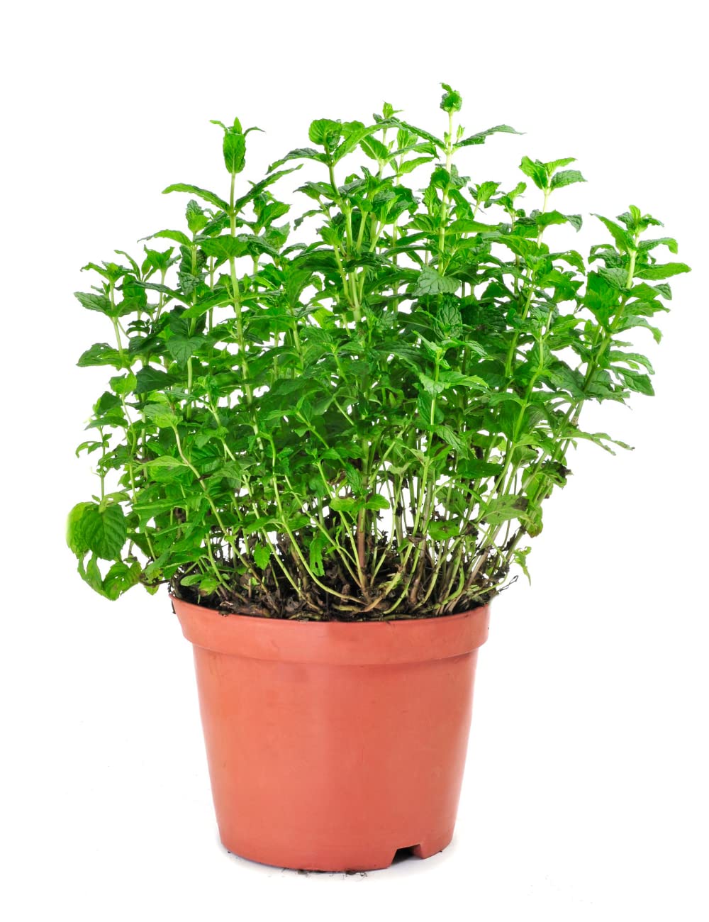 Mint plant - Pudina plant Medicinal Plant (Healthy Live Plant) Pot Included (B0B31WQ2RP) Amazon Price History, Amazon Price Tracker