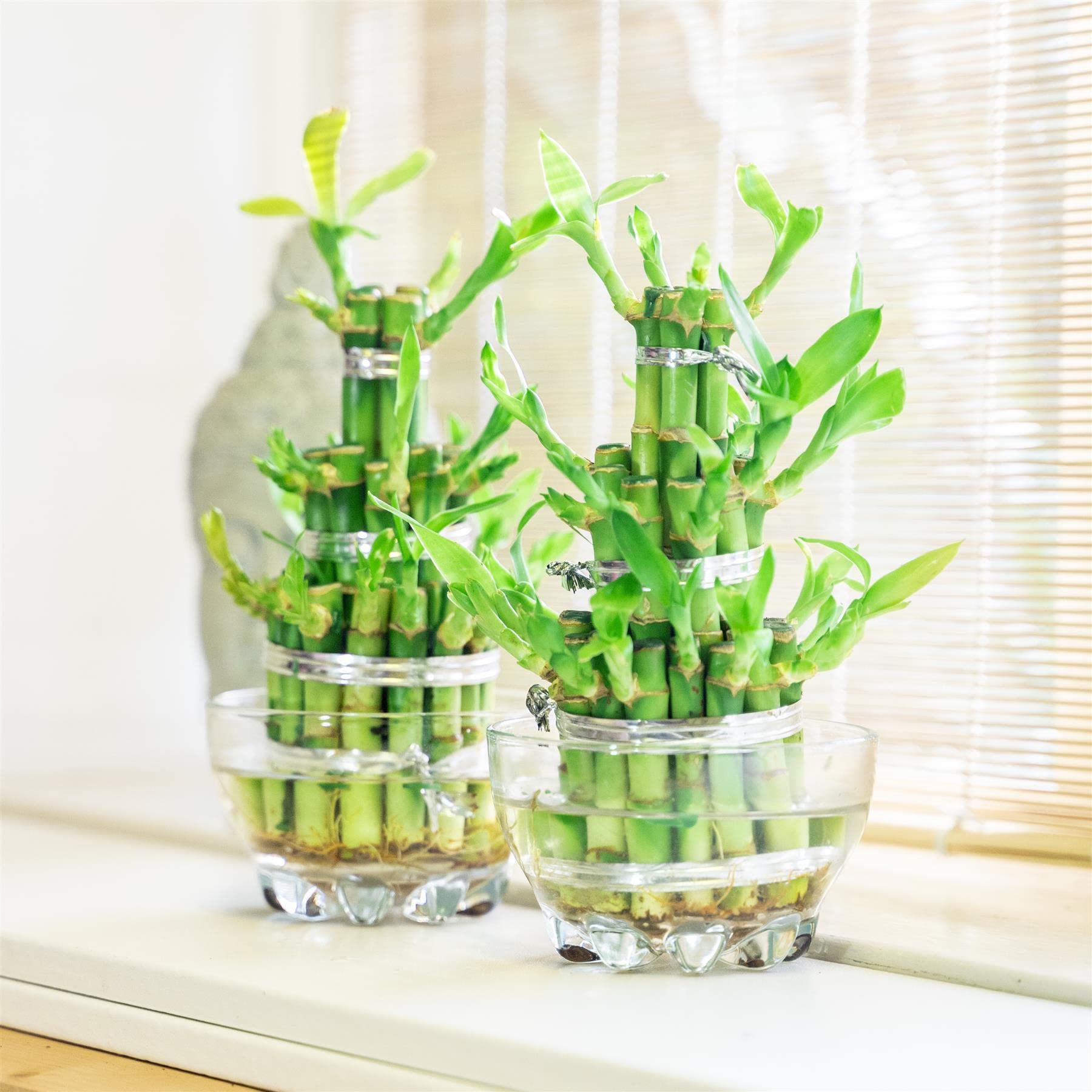 2 Piante di bambù portafortuna a 3 livelli per bonsai sempreverde da interno in vaso di vetro per Feng Shui
