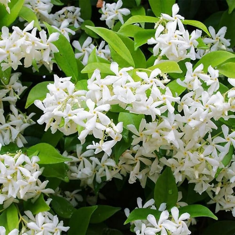 Amazon.com : 100+ Climbing Jasmine Flower Seeds for Planting