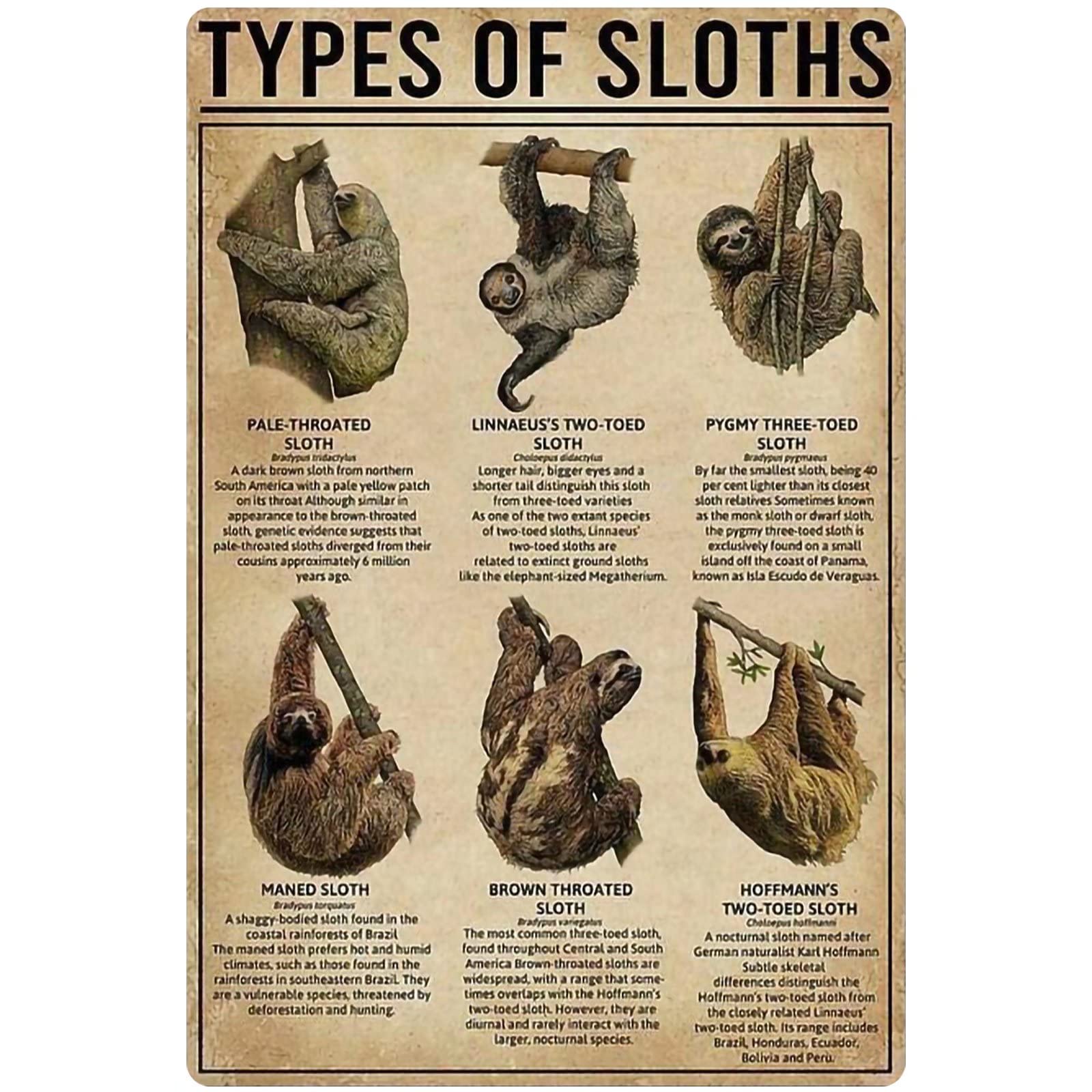 Sloth Facts, Types, Diet, Reproduction, Classification,, 52% OFF