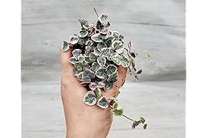 Rare Variegated String of Hearts Ceropegia Woodii Variegata: 3ExoticGreen's Premium Houseplant