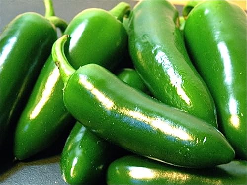 Miniatura 3 de Semillas gigantes de pimiento jalapeño (más de 45 semillas) enormes vainas, grandes rellenos, suaves