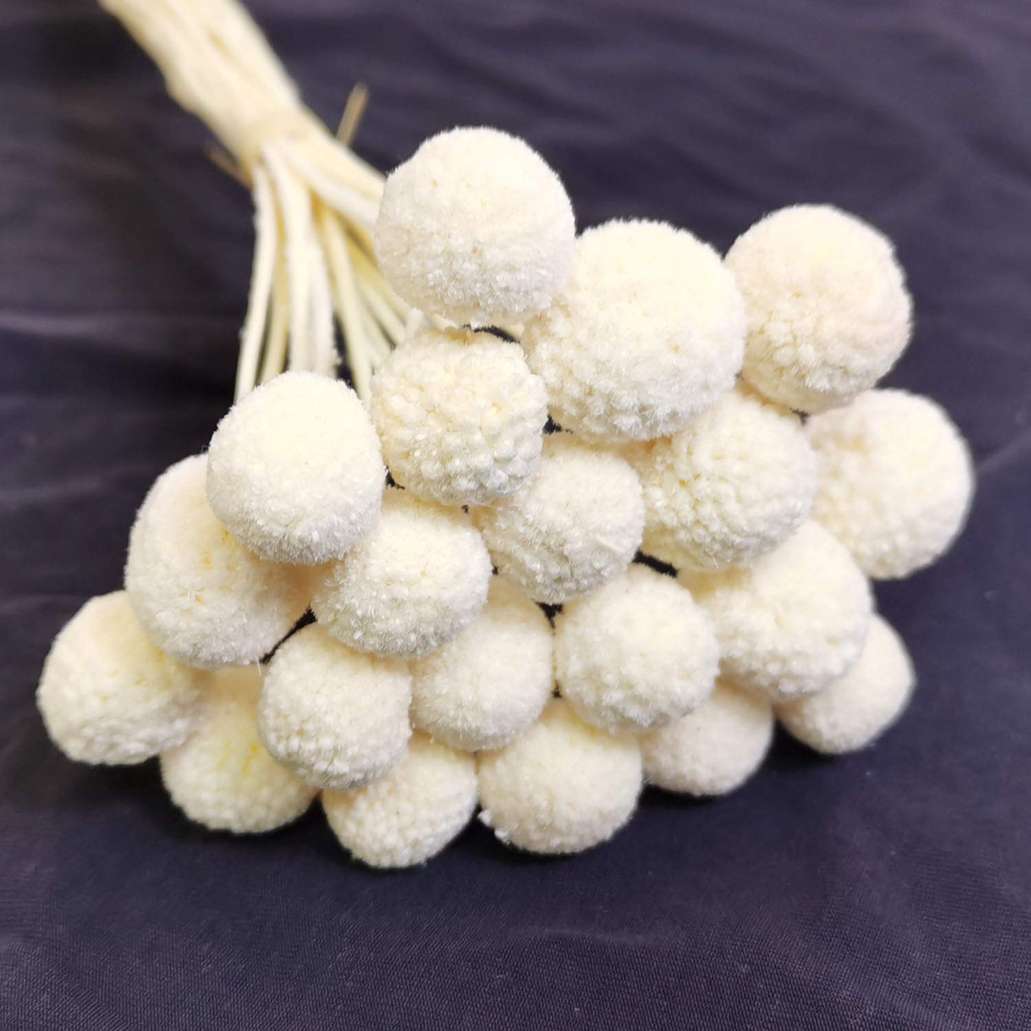 Caiyun Manor 20Stems Billy Ball Flower Craspedia globosa Benth Australian drumstick Chrysanthemum Eternal Life Flower for Home Wedding Party Themed Decorations (Beige White)