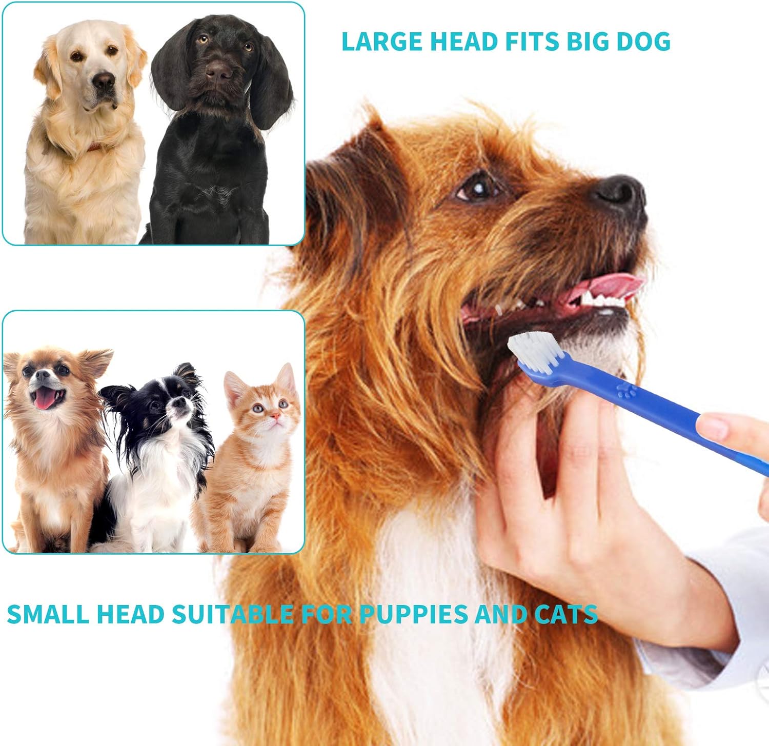 Plaifey Cat and Dog Toothbrush 3 pcs Long Handle Tooth Brush Dog Teeth Cleaning Brushing kit : Pet Supplies