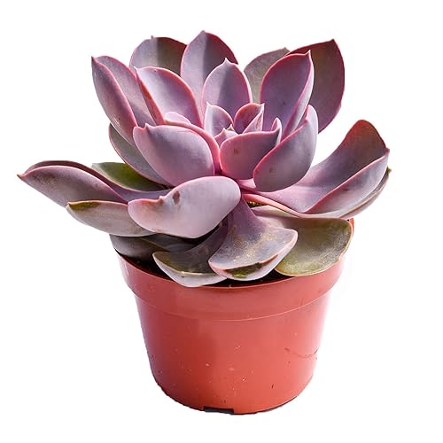 Live Echeveria Succulent Plant – Fully Rooted 4-Inch Echeveria Succulent