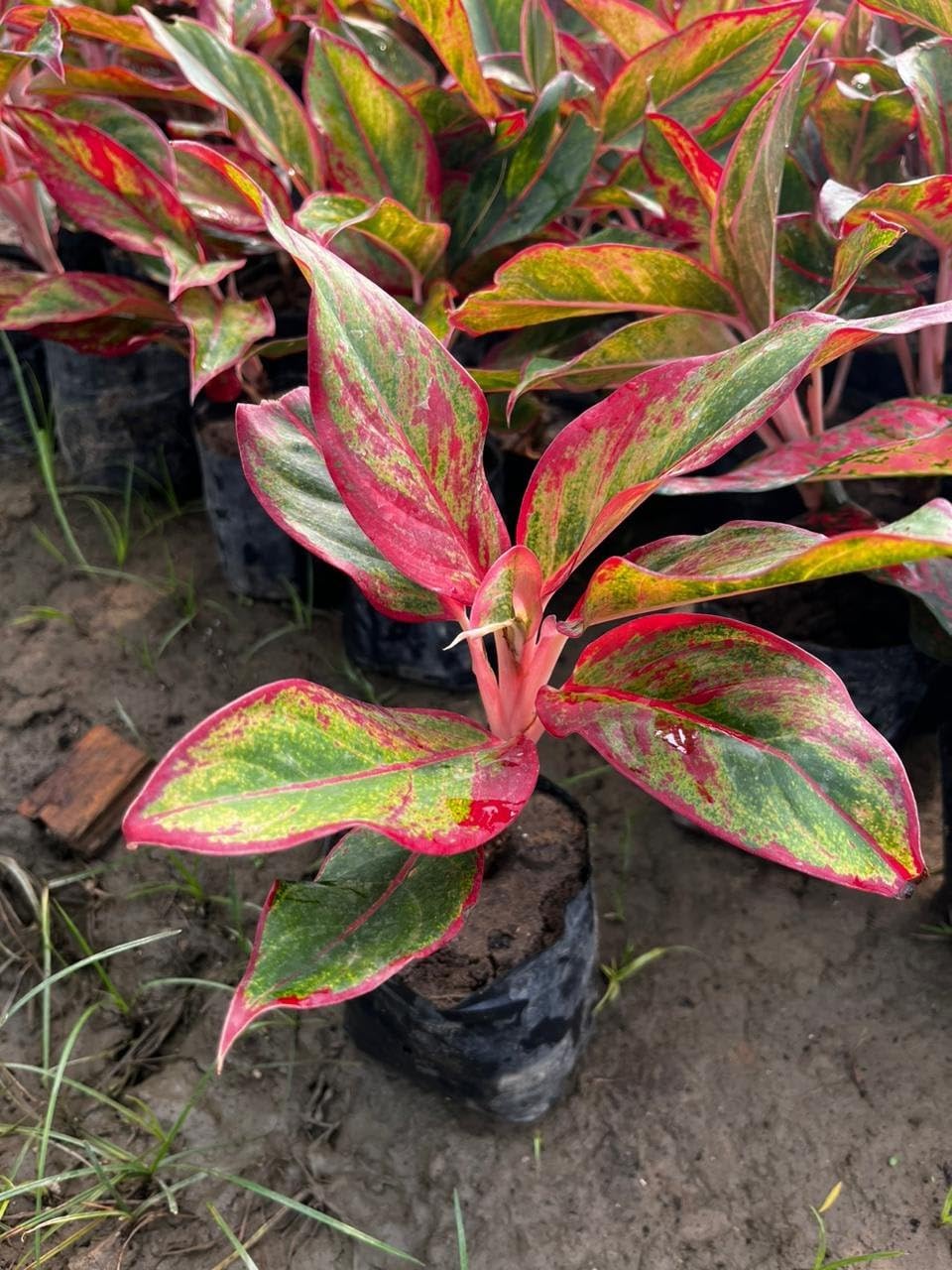 BIO-LIFE® Aglaonema Red Lipstick Plant,Live plant In 5 Inch Grow Bag For Indoor/outdoor
