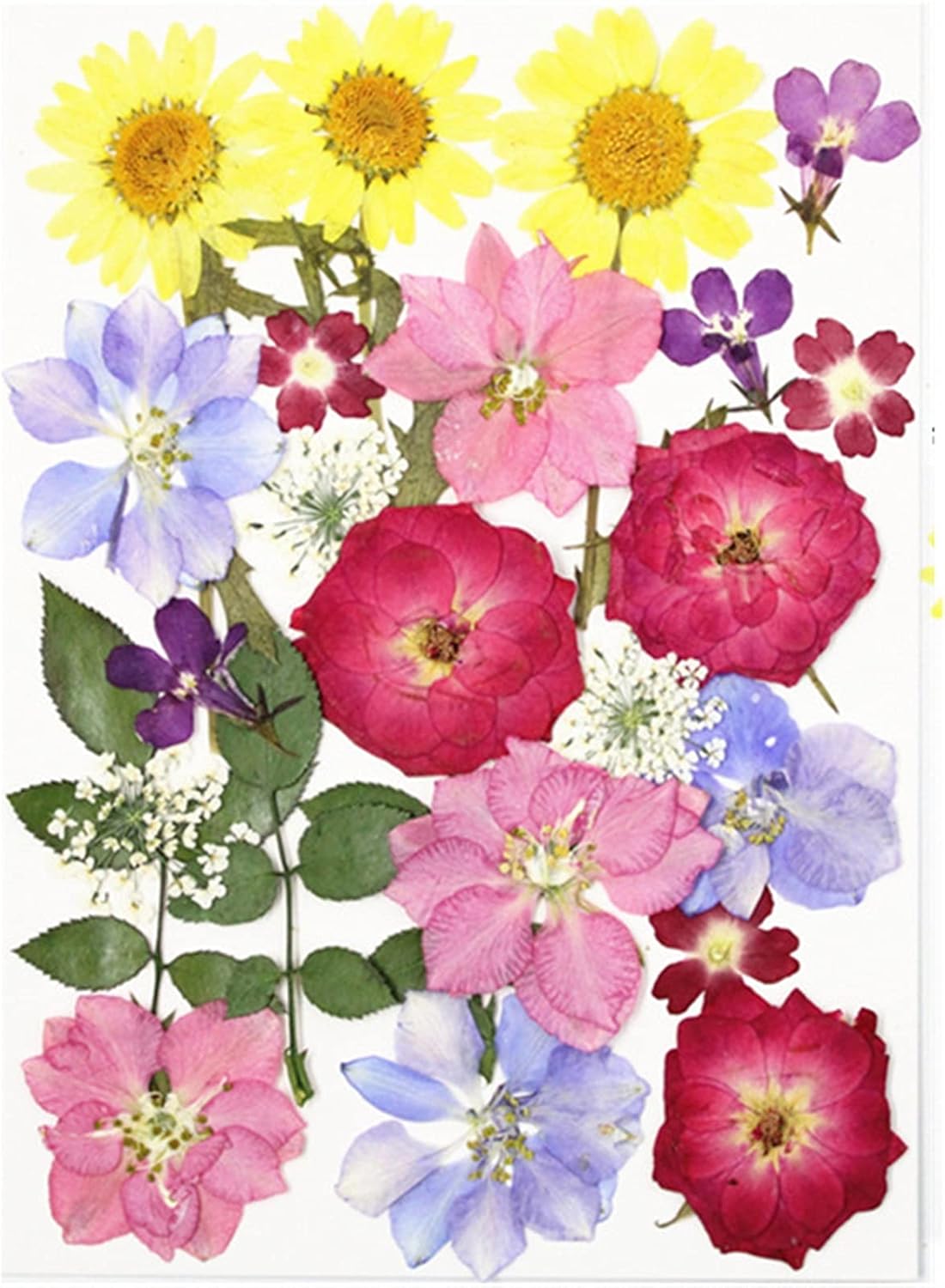 Wzhrb 本物の乾燥プレスの花は工芸品 樹脂 芸術花飾りのためのカラフルなドライフラワーの花びらを残します Color 新登場 F