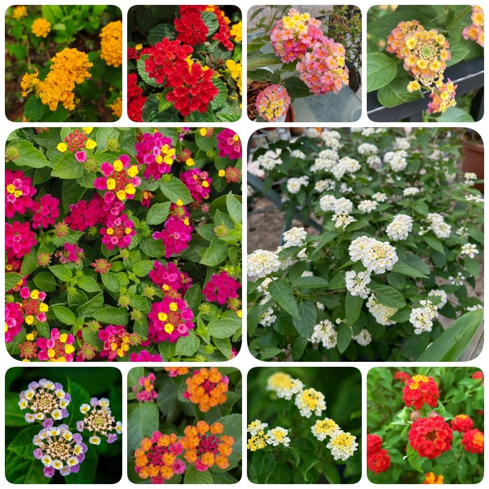 Semillas de lantana - semillas de silvestres resistentes para el jardín de balcón resistentes 550pcs