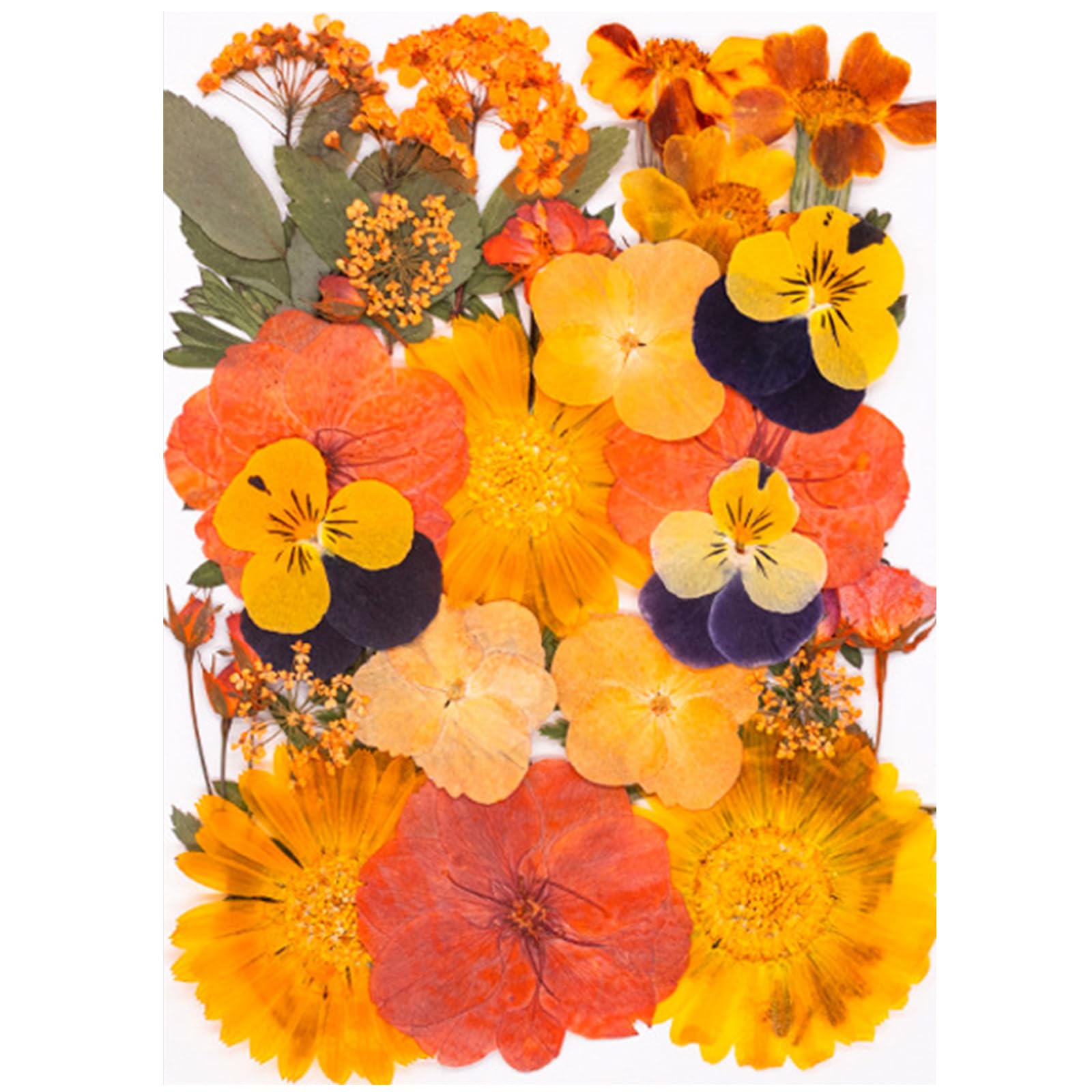 Jazuaiao 30 Pressed Plant Specimens for Home Decoration Greeting Cards Framed Art Projects Preserved Flower Home Decoration