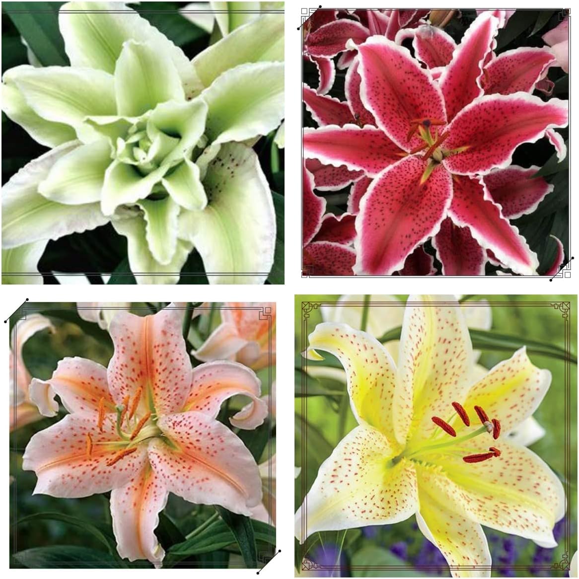 Lily Bulbs,Lily Bulbs for Planting Outdoors,Lily Bulbs Bulk,Lily Bulbs