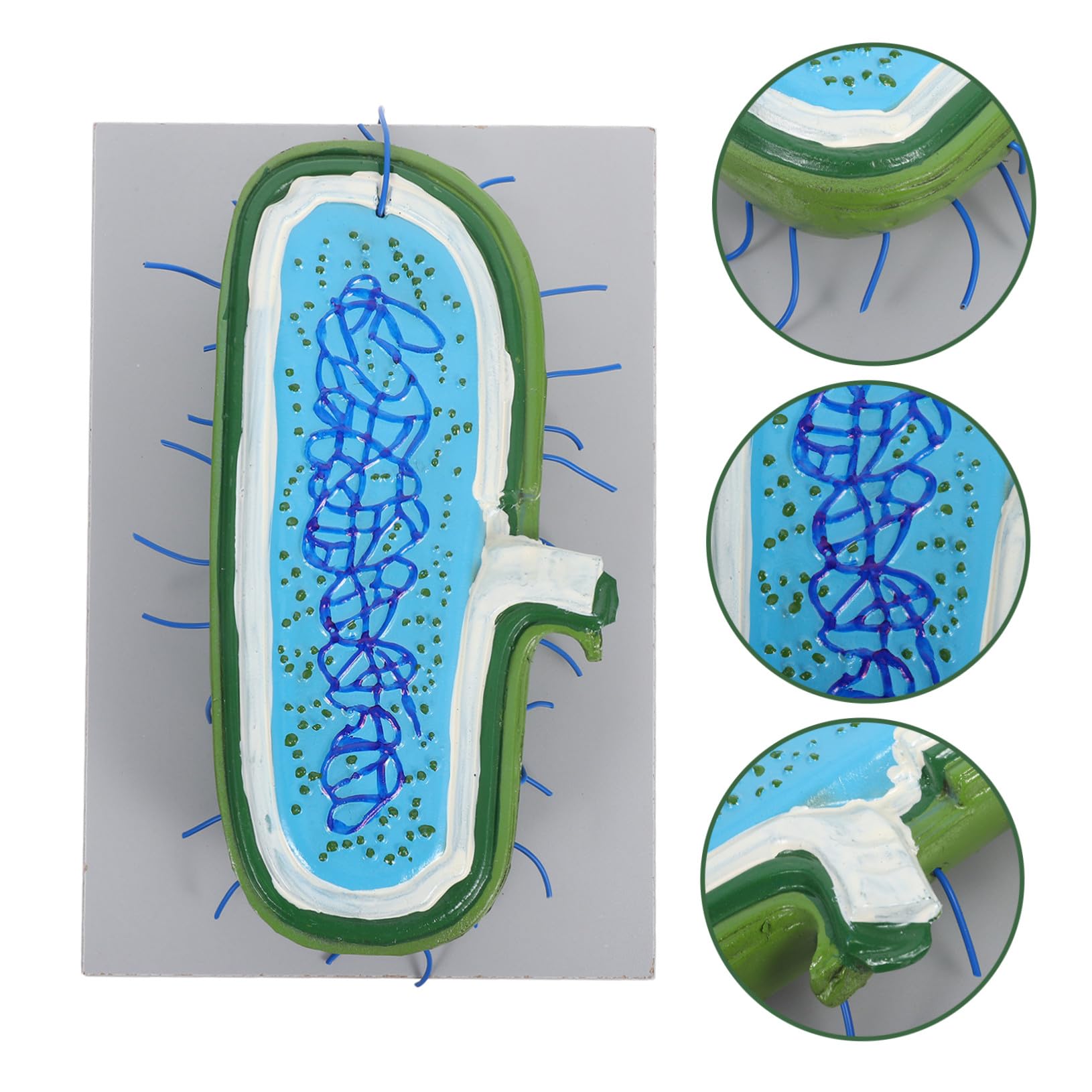 Zellkernmodell aus Kunststoff für Biologieunterricht, Bildungsmodell | Schüler, Medizinisches Lehrmodell, Detaillierte Darstellung des Zellkerns