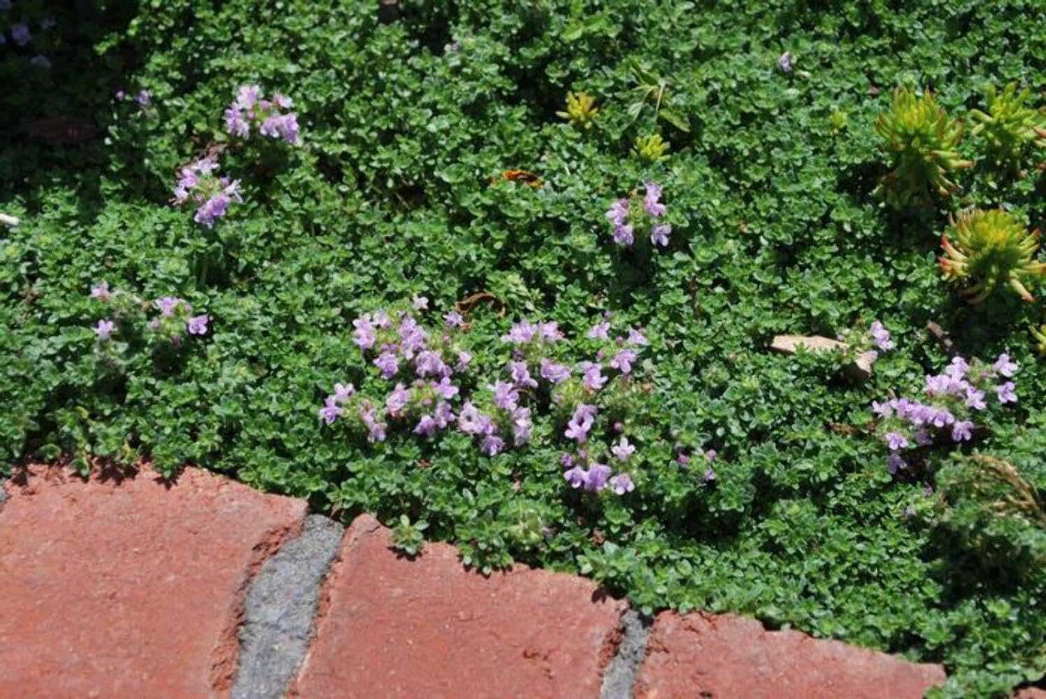 Perennial Farm Marketplace Thymus serpyllum ‘Elfin’ (Elfin Thyme) Perennial, Size-4" Pot, Lavender Summer Flowers with Low Creeping Foliage