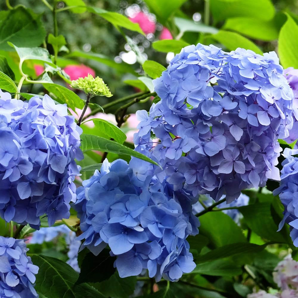 Yougarden Blue Hydrangea ' Mophead' Standard, Established Standard In 18Cm Pot, Approximately 80-100Cm Tall, Ready To Plant, Grow In Garden Borders Or Patio Pots