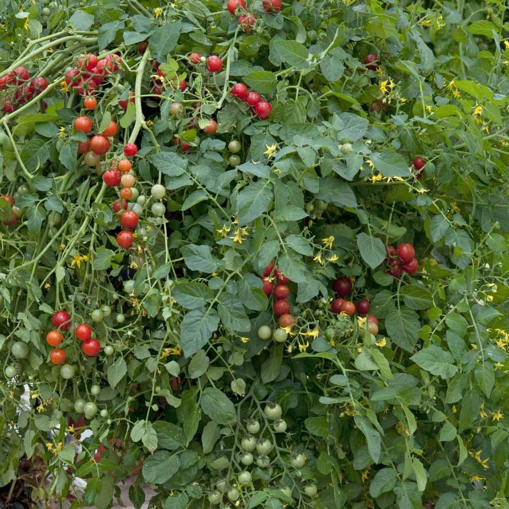 Vegetable - Tomato - Micro Cherry - 25 Seeds